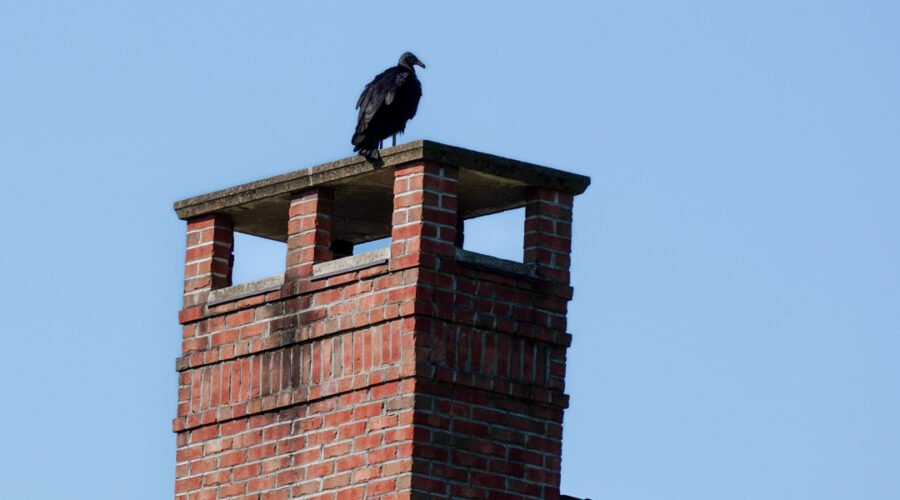 Poorly Sized Chimney Caps Allowing Animal Entry: Protect Your Home Today